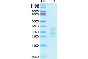 Human CD3E&CD3G on Tris-Bis PAGE under reduced condition. (CD3E & CD3G protein (His tag))
