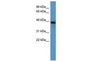 Image no. 1 for anti-alpha 1 Microglobulin/bikunin precursor (AMBP) (AA 115-164) antibody (ABIN6746095) (AMBP anticorps  (AA 115-164))