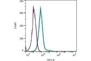 anti-G Protein-Coupled Receptor 142 (GPR142) (AA 291-304), (Extracellular) antibody (FITC)