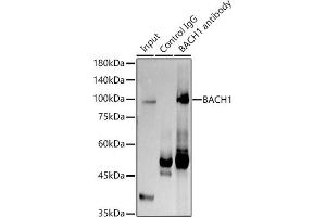 Immunoprecipitation analysis of 300 μg extracts of K-562 cells using 3 μg B antibody (ABIN7265956). (BACH1 anticorps  (AA 1-320))