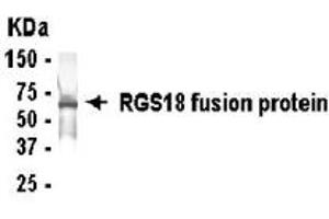 Western Blotting (WB) image for anti-Regulator of G-Protein Signalling 18 (RGS18) (AA 11-100) antibody (ABIN2467882) (RGS18 anticorps  (AA 11-100))