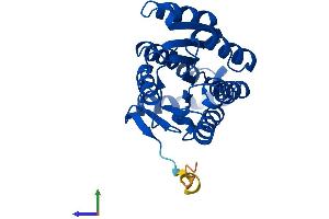 AlphaFold protein structure predicition of Mouse Recombinant Hpgd Protein, UniprotID Q8VCC1