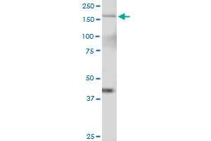 TTBK2 MaxPab polyclonal antibody.