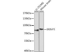Western blot analysis of extracts of various cell lines, using BRINP3 Rabbit pAb (ABIN7267118) at 1:1000 dilution.
