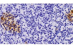 Detection of AMH in Porcine Pancreas Tissue using Polyclonal Antibody to Anti-Mullerian Hormone (AMH) (AMH anticorps  (AA 419-575))