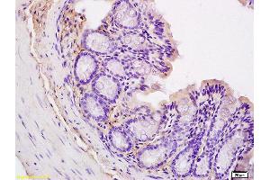 Formalin-fixed and paraffin embedded mouse intestine labeled with Anti CD44v5 Polyclonal Antibody, unconjugated (ABIN680623) at 1:200 followed by incubation with conjugated secondary antibody and DAB staining (CD44RC (AA 61-139) anticorps)