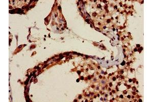 Immunohistochemistry of paraffin-embedded human testis tissue using ABIN7159300 at dilution of 1:100 (MIA anticorps  (AA 87-124))