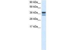 WB Suggested Anti-MAPK14 Antibody Titration:  0. (MAPK14 anticorps  (C-Term))