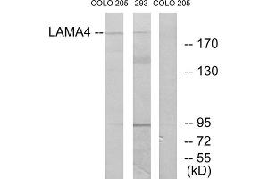 Western blot analysis of extracts from COLO cells and 293 cells, using LAMA4 antibody. (LAMa4 anticorps  (Internal Region))