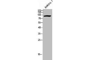 Western Blot analysis of RAW264. (Cadherin 8 anticorps  (Internal Region))