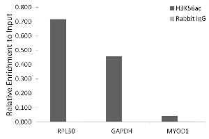 Chromatin immunoprecipitation analysis of extracts of HeLa cells, using Acetyl-Histone H3-K56 antibody (ABIN7267674) and rabbit IgG.