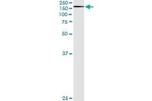 Immunoprecipitation of XPO5 transfected lysate using anti-XPO5 monoclonal antibody and Protein A Magnetic Bead , and immunoblotted with XPO5 MaxPab rabbit polyclonal antibody.