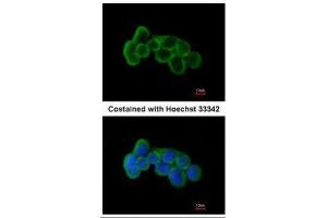 ICC/IF Image Immunofluorescence analysis of methanol-fixed A431, using FLRT1, antibody at 1:200 dilution. (FLRT1 anticorps)