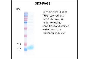 SDS-PAGE (SDS) image for Trefoil Factor 1 (TFF1) (Active) protein (ABIN5509512) (TFF1 Protéine)