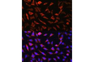Immunofluorescence analysis of L929 cells using SLC25 antibody (ABIN7270436) at dilution of 1:100.