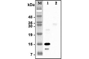 Western blot analysis of recombinant human CTRPs using anti-CTRP5 (human), pAb  at 1:4,000 dilution. (CTRP5 anticorps)