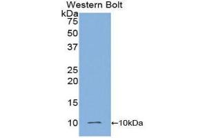 Western Blotting (WB) image for anti-Insulin (INS) (AA 90-110) antibody (ABIN1859459) (Insulin anticorps  (AA 90-110))