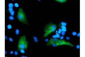 Immunofluorescence (IF) image for anti-Myeloid Leukemia Factor 1 (MLF1) antibody (ABIN1499493)