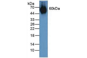 Figure. (Elastin anticorps  (AA 392-645))