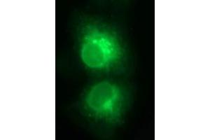 Immunofluorescence (IF) image for anti-T-cell surface glycoprotein CD1c (CD1C) antibody (ABIN2670676) (CD1c anticorps)