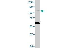 GART MaxPab rabbit polyclonal antibody. (GART anticorps  (AA 1-433))