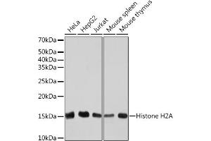 Western blot analysis of extracts of various cell lines, using Histone H2A Rabbit mAb (ABIN7267703) at 1:1000 dilution.