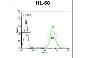 Flow cytometric analysis of HL-60 cells (right histogram) compared to a negative control cell (left histogram). (CRIP1 anticorps  (C-Term))