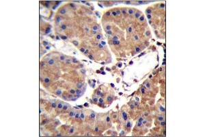 anti-serum Amyloid A-Like 1 (SAAL1) (AA 364-393), (C-Term) antibody