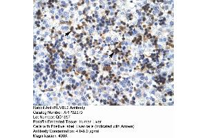 Human Liver (RUVBL2 anticorps  (N-Term))