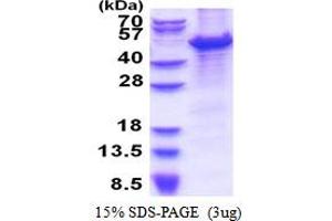 SDS-PAGE (SDS) image for Minichromosome Maintenance Complex Component 7 (MCM7) (AA 1-414) protein (His tag) (ABIN5853499)