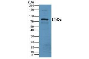 Detection of LOXL3 in Mouse Serum Tissue using Polyclonal Antibody to Lysyl Oxidase Like Protein 3 (LOXL3) (LOXL3 anticorps  (AA 509-712))