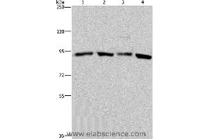 Western blot analysis of Hela and K562 cell, mouse brain tissue and 293T cell, using HSP90AA1 Polyclonal Antibody at dilution of 1:300 (HSP90AA2 anticorps)