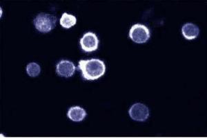 Immunofluorescent staining on HL60 cells. (SHP1 anticorps  (AA 492-597))