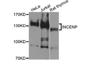 Western blot analysis of extracts of various cells, using INCENP antibody.