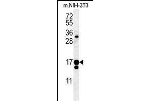 C14orf179 Antibody (Center) (ABIN651563 and ABIN2840304) western blot analysis in mouse NIH-3T3 cell line lysates (35 μg/lane). (IFT43 anticorps  (AA 145-171))