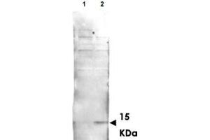 Western blot using His2Av (phospho S137) polyclonal antibody  shows detection of aband at ~ 15 KDa corresponding to Phospho-His2Av S137 (Lane 2 arrow-head). (H2AFV anticorps  (pSer137))
