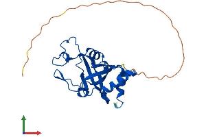 AlphaFold protein structure predicition of Mouse Recombinant Thyn1 Protein, UniprotID Q91YJ3