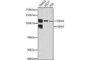 Western blot analysis of extracts of various cell lines, using FGFR4 Rabbit mAb (ABIN7267193) at 1:1000 dilution. (FGFR4 anticorps)