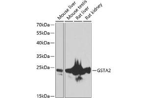 Western blot analysis of extracts of various cell lines, using GST antibody (ABIN6131964, ABIN6141463, ABIN6141464 and ABIN6223603) at 1:1000 dilution. (GSTa2 anticorps  (AA 1-222))