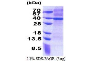 SDS-PAGE (SDS) image for Mitochondrial Ribosomal Protein S2 (MRPS2) (AA 1-296) protein (His tag) (ABIN5853207)