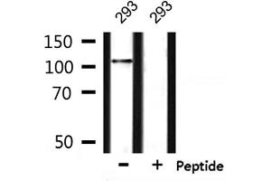 Western blot analysis of extracts from 293, using NRP1 Antibody. (Neuropilin 1 anticorps)
