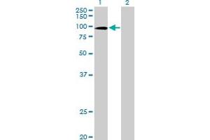 Western Blot analysis of ZNF43 expression in transfected 293T cell line by ZNF43 MaxPab polyclonal antibody. (ZNF43 anticorps  (AA 1-803))