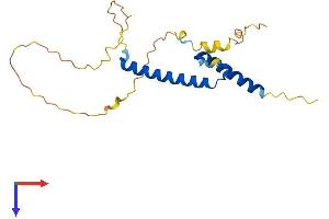 AlphaFold protein structure predicition of Mouse Recombinant Msgn1 Protein, UniprotID Q9JK54