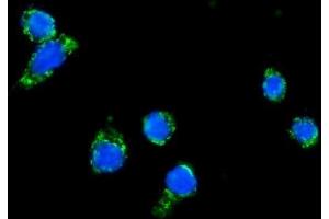 IF analysis of DLAT using anti-DLAT antibody . (DLAT anticorps  (AA 69-642))