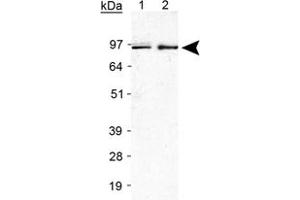 Western blot analysis of Ireb2 in Raw 264. (IREB2 anticorps  (AA 100-200))