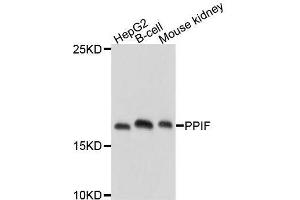Western blot analysis of extracts of various cell lines, using PPIF antibody. (PPIF anticorps  (AA 30-207))
