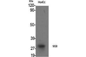 Western Blot (WB) analysis of specific cells using 9G8 Polyclonal Antibody. (SFRS7 anticorps  (Internal Region))