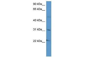 SCG3 antibody used at 0.