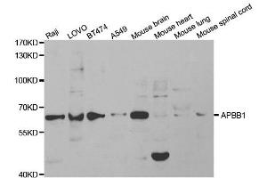 Western Blotting (WB) image for anti-Amyloid beta (A4) Precursor Protein-Binding, Family B, Member 1 (Fe65) (APBB1) antibody (ABIN1875421) (FE65 anticorps)