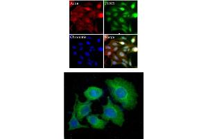 HeLa cells were stained with monoclonal anti-TYMS antibody (Green). (TYMS anticorps)